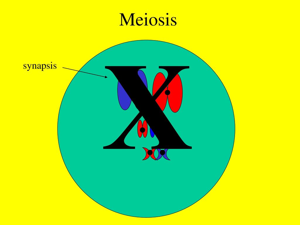 What is a species?. Biology Diagrams