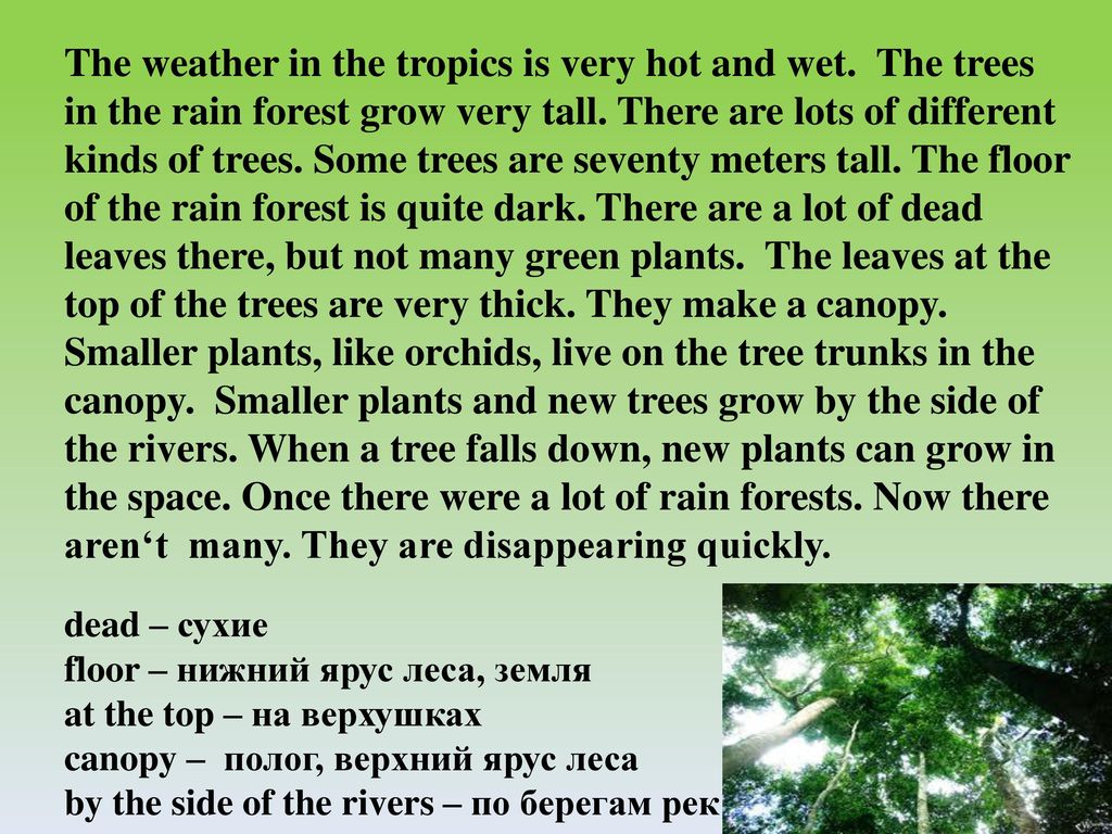 Природа английский 6 класс. Текст на английском. Текст про природу на английском. Лес на английском языке. Текст на английском про лес.