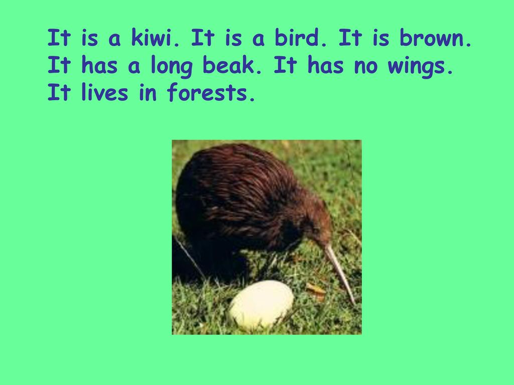 All About New Zealand Primary Two. - ppt download