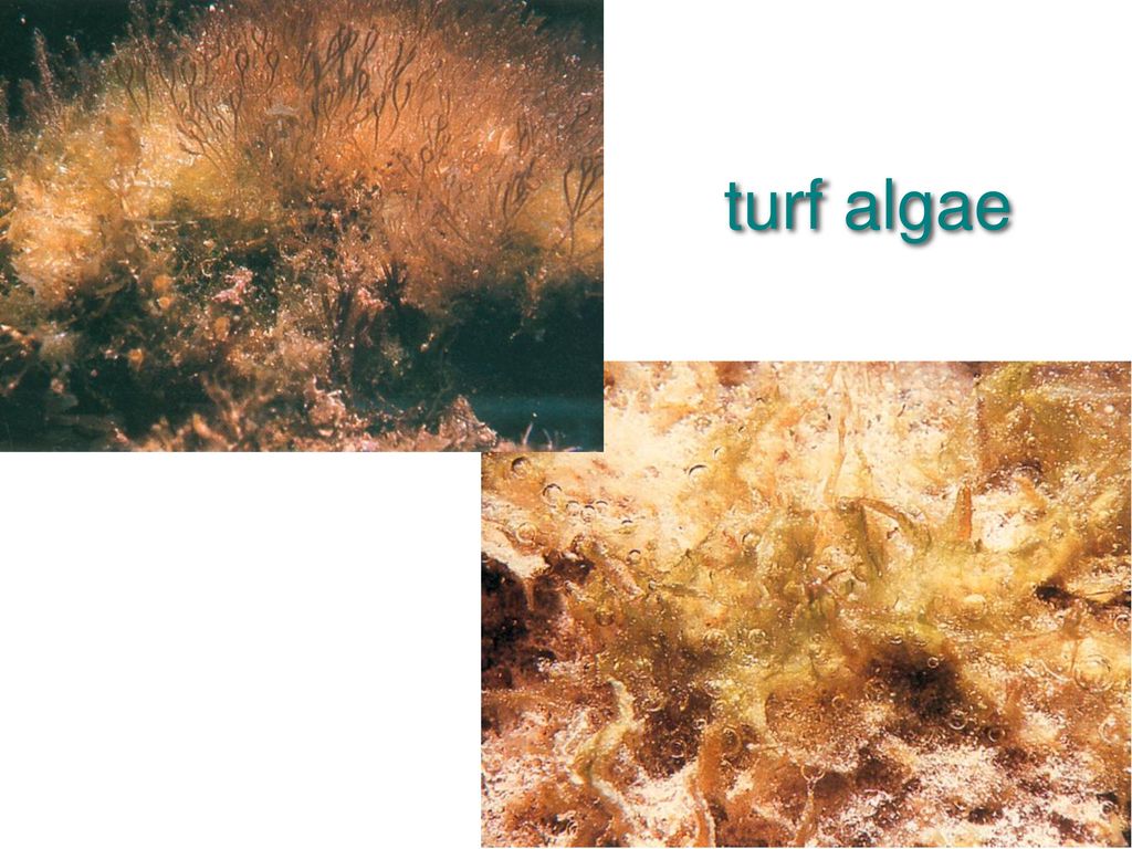 turf algae