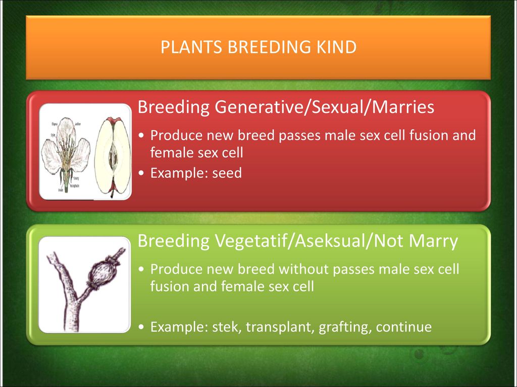 Plant off. Plant breeding.