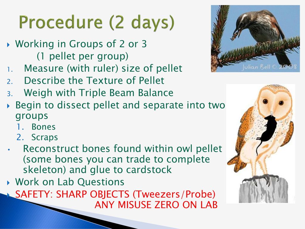 Owl pellet dissection worksheet