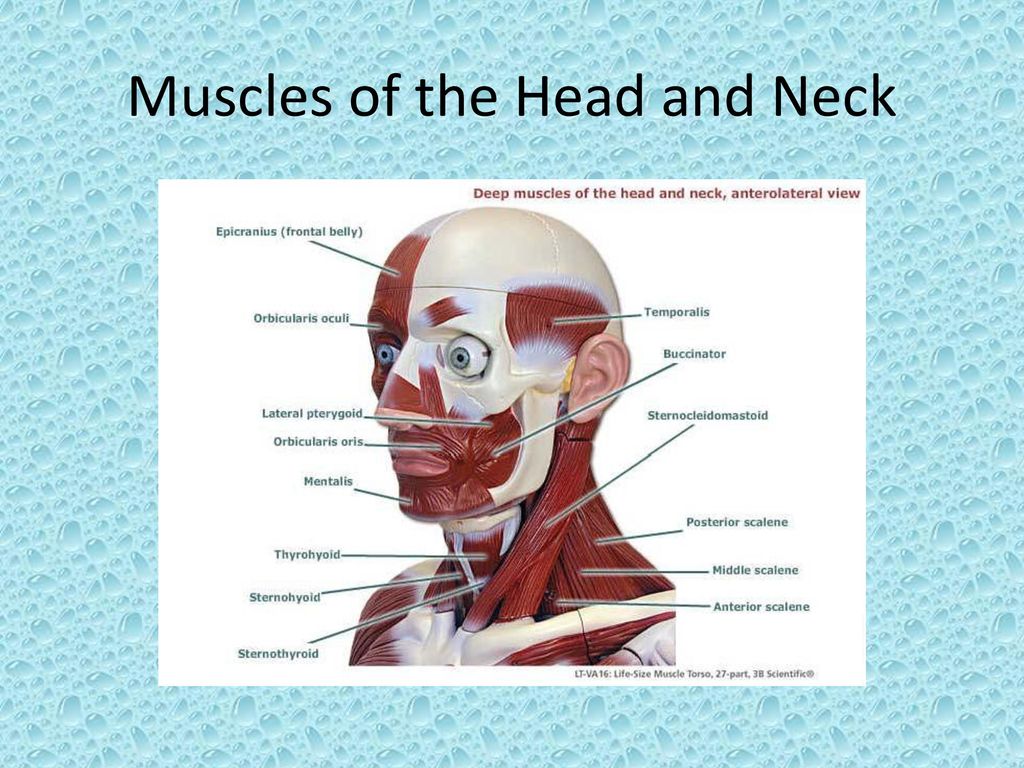 Anatomical Model Labeled Ppt Download