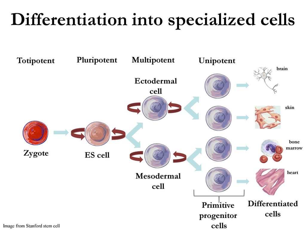 Деление стволовых клеток. Specialized Cells. Pluripotent, totipotent, multipotent Stem Cells. Cell differentiation. Cell differentiation presentation.