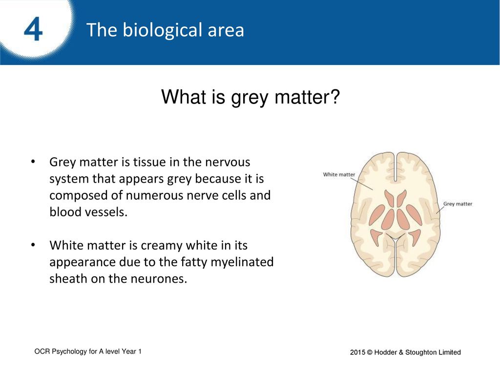 Background This study focuses on the role of the hippocampus. - ppt download