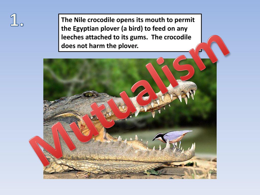 Symbiotic Relationships - ppt download