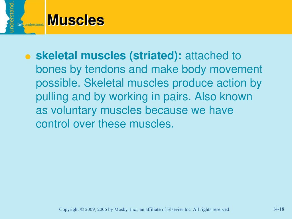 Musculoskeletal System - ppt download