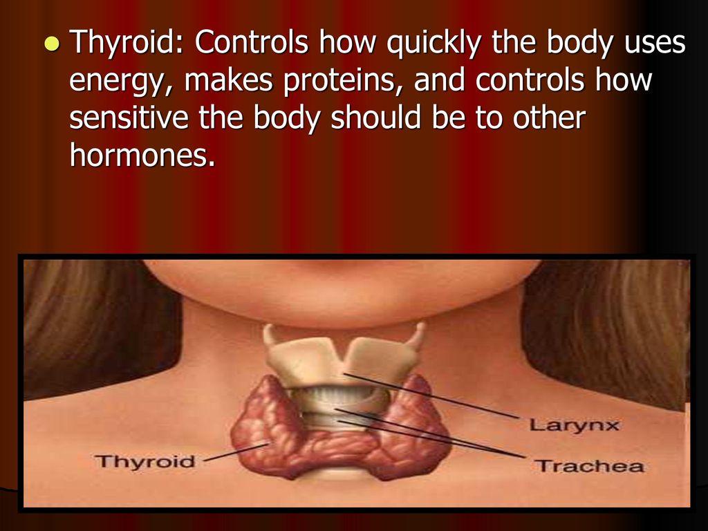 The endocrine system part ppt download