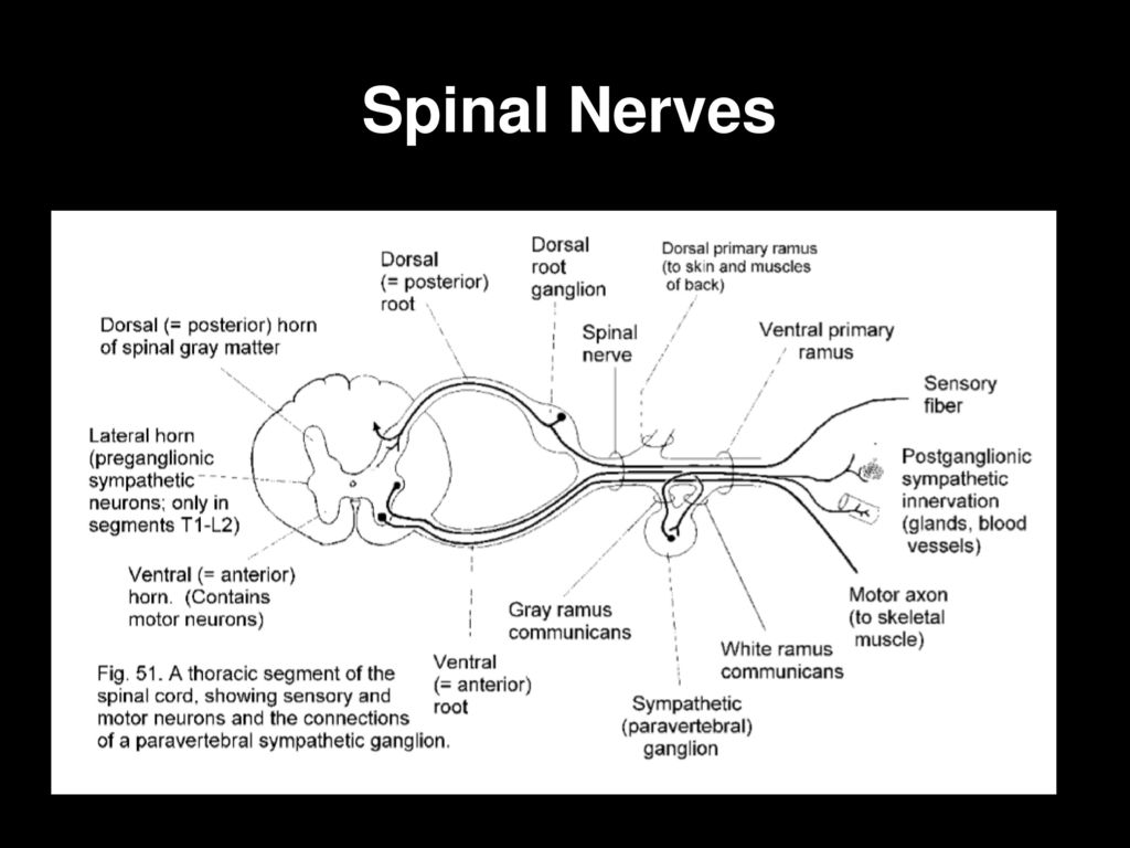 Spinal Nerves Reflexes - Ppt Download