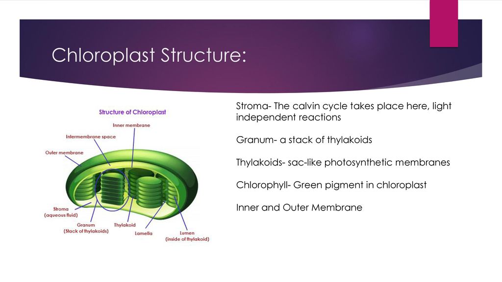 chloroplast structure