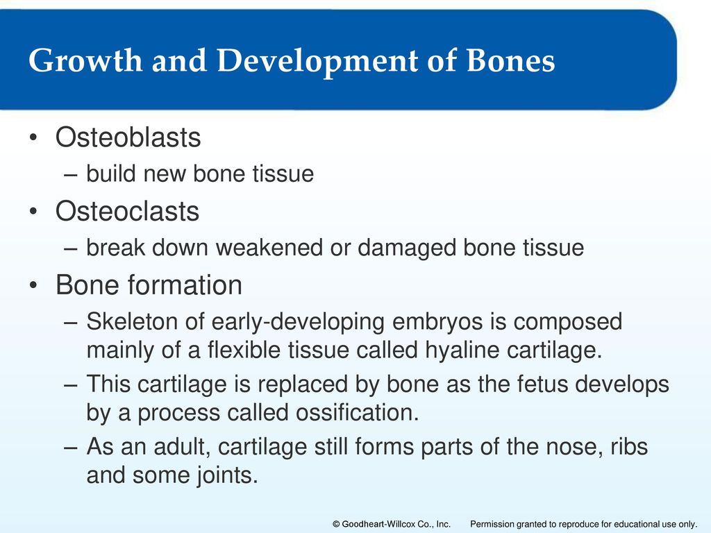 Chapter 4 The Skeletal System Biology Diagrams
