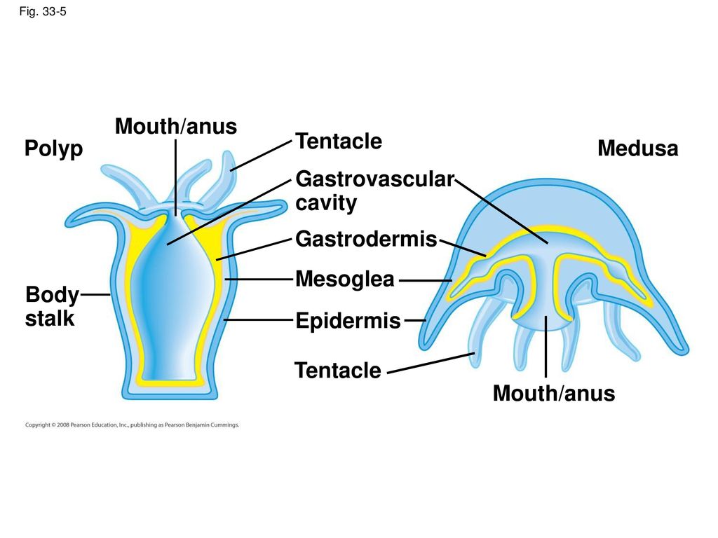 Mouth/anus Tentacle Polyp Medusa Gastrovascular cavity Gastrodermis