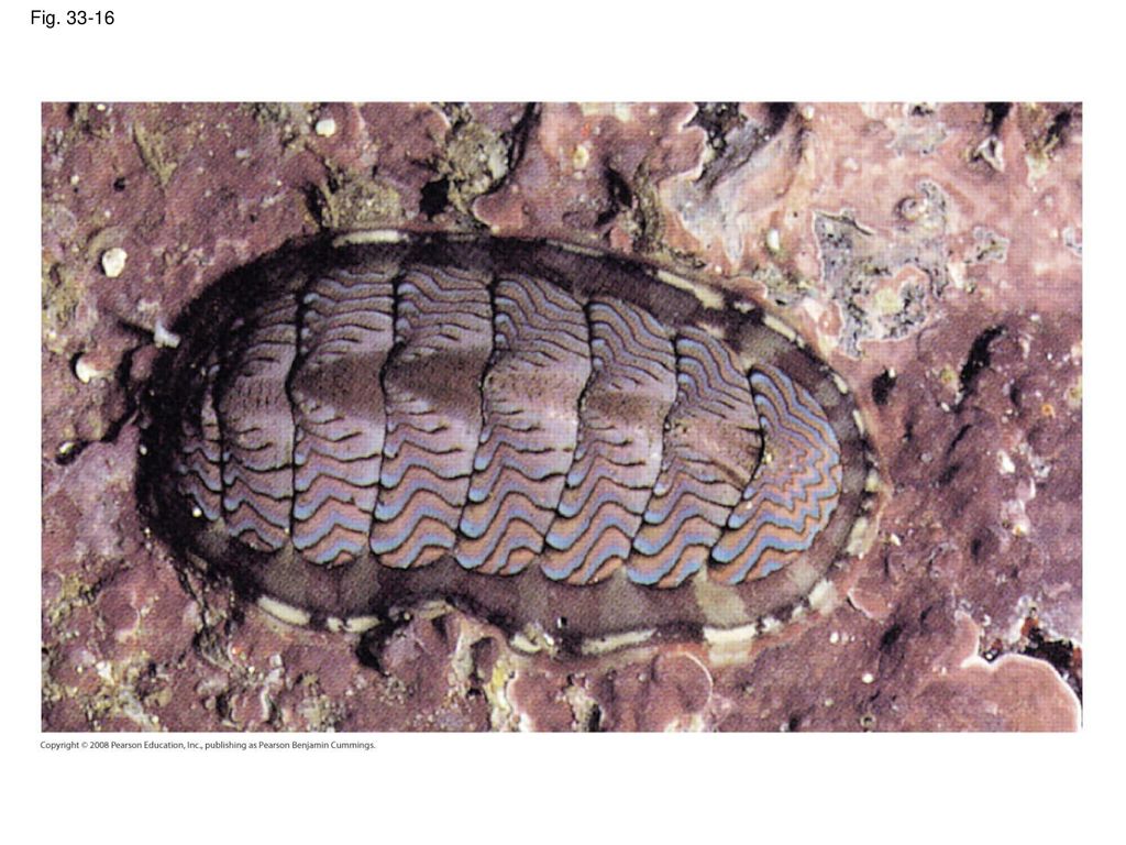 Fig Figure A chiton