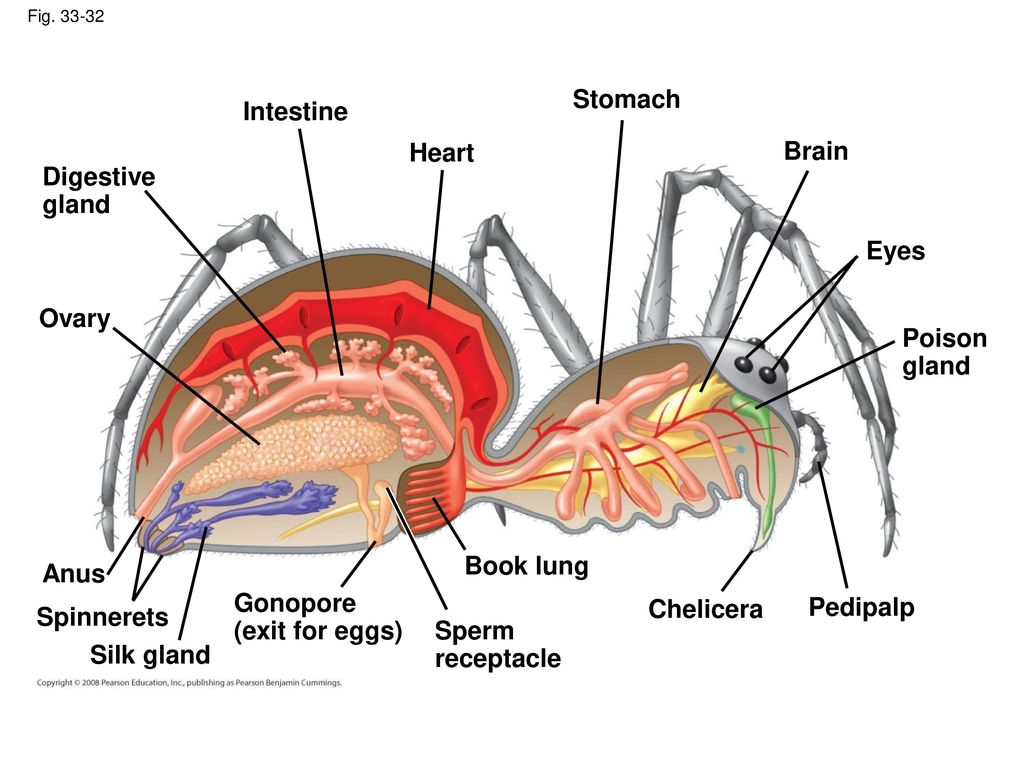 Stomach Intestine Heart Brain Digestive gland Eyes Ovary Poison gland