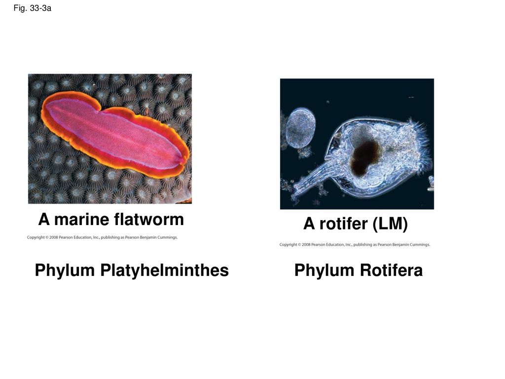 Phylum Platyhelminthes Phylum Rotifera