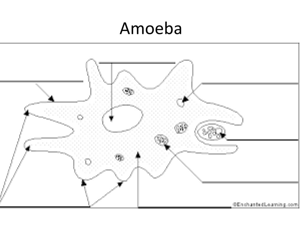 При наступлении неблагоприятных условий амеба. Амеба раскраска. Классификация амебы. Амёба диаграмма. Рисунок камуфляж амеба.