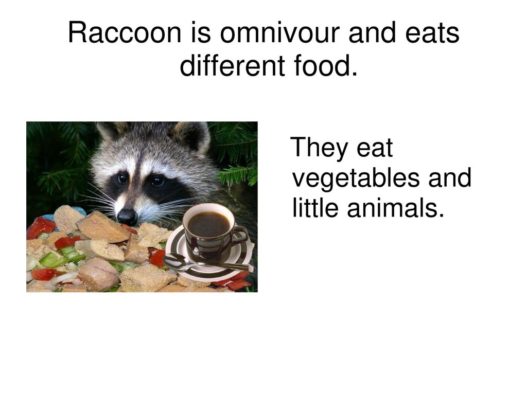 Raccoon! Hi! This is a raccoon. We explain you what a raccoon is. Biology Diagrams