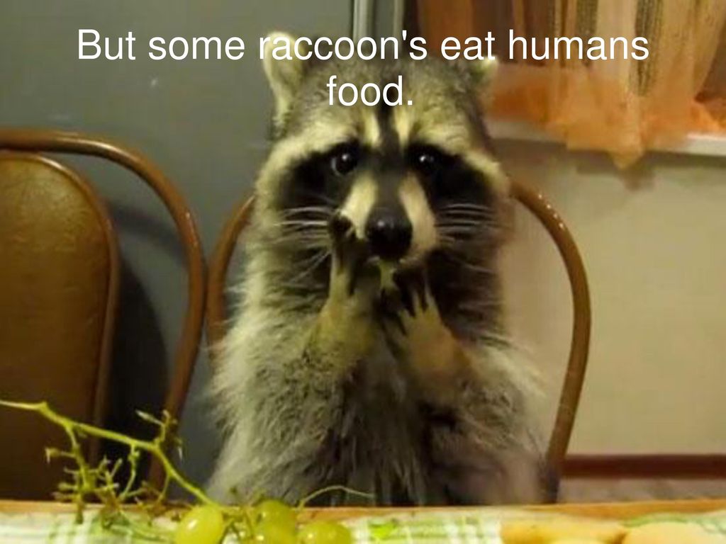 Raccoon Hi This is a raccoon We explain you what a raccoon is Biology Diagrams