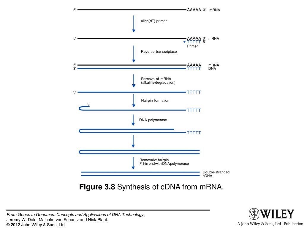 Figure 3.8 Synthesis of cDNA from mRNA.
