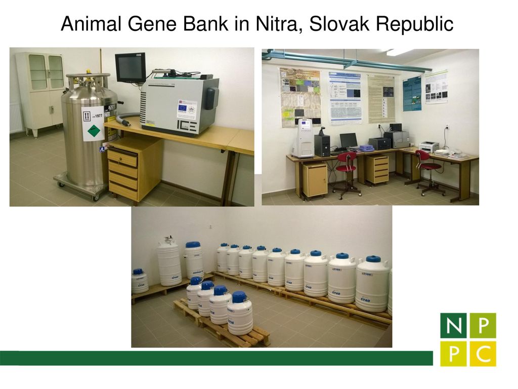 Actual Animal Genetic Resources in Slovakia - ppt download