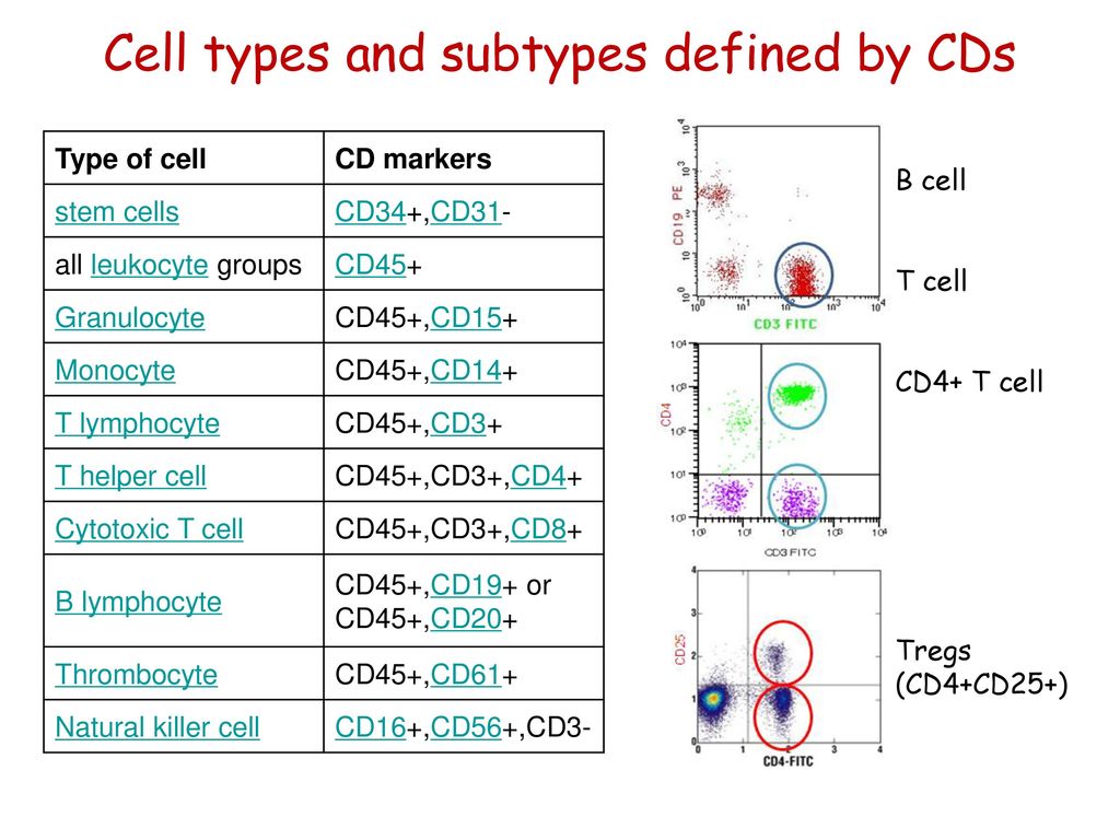 sitio Desconocido Humedal Leukocyte Differentiation Antigens Cell Adhesion Molecules NK cells - ppt  download