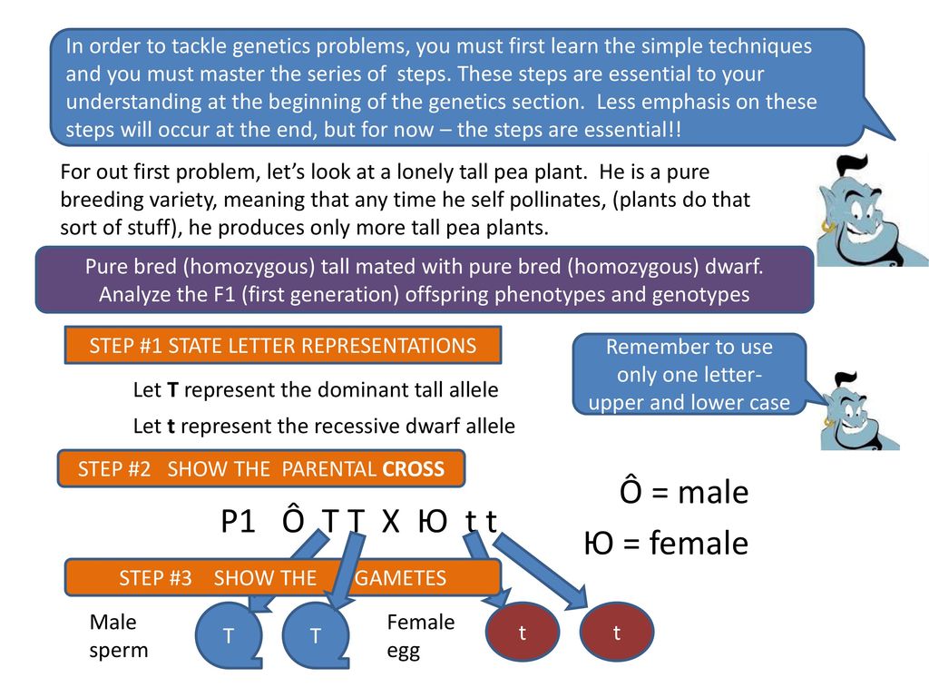 Monocross And Dicross Genetics Problems Ppt Download