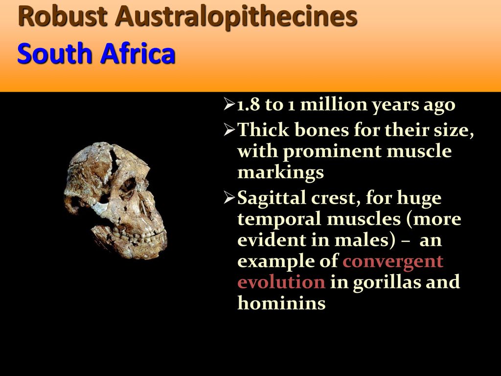 Human Evolution and PREHISTORY - ppt download