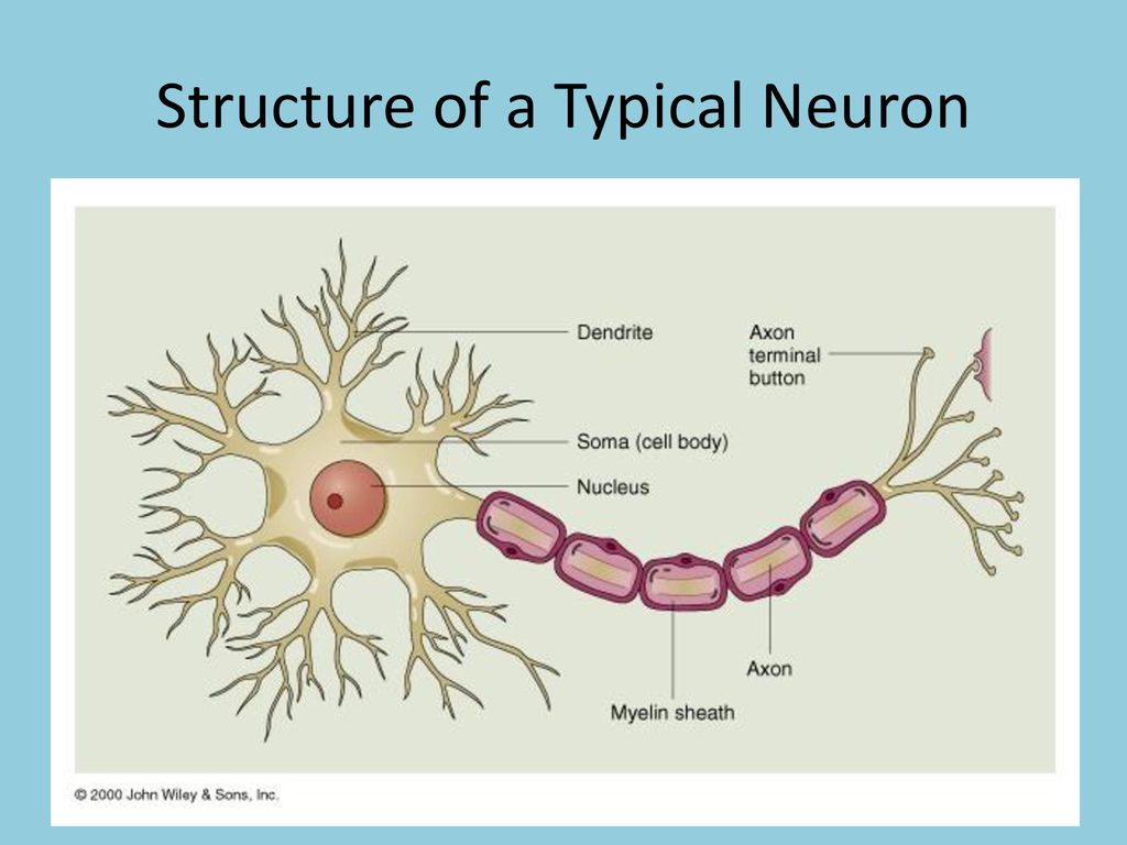 Lab 4: Neurophysiology. - ppt download