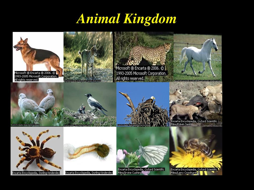 UNDERSTANDING ANIMAL KINGDOM Homeopathy 4 Everyone – January, ppt download