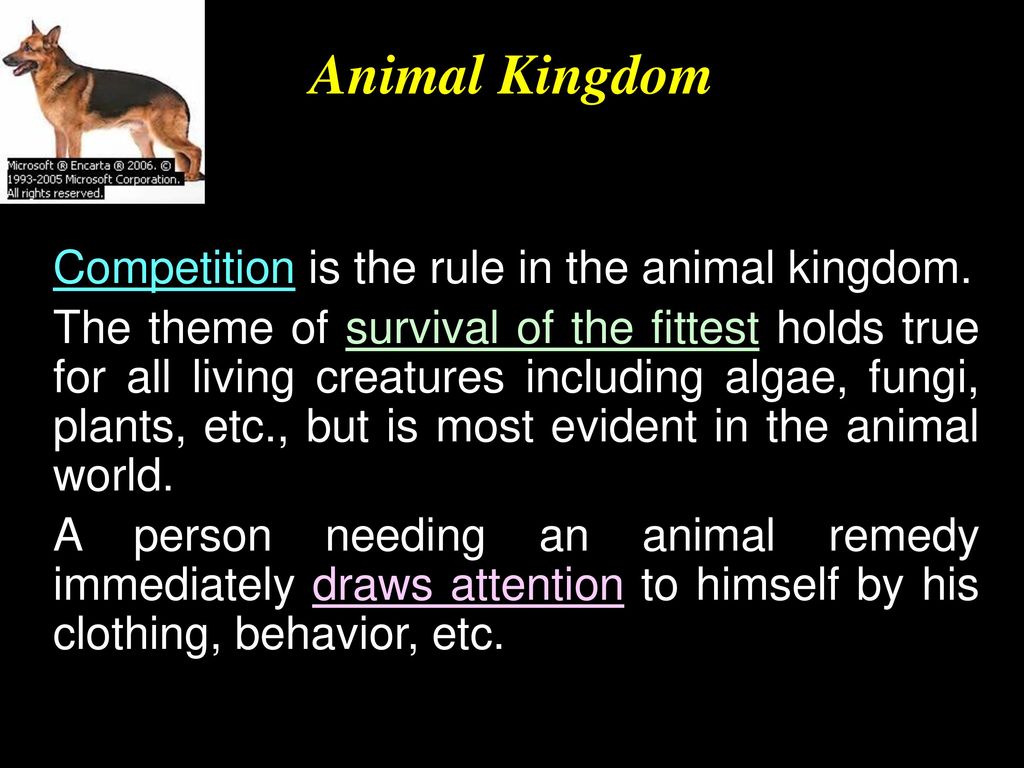 UNDERSTANDING ANIMAL KINGDOM Homeopathy 4 Everyone – January, ppt download