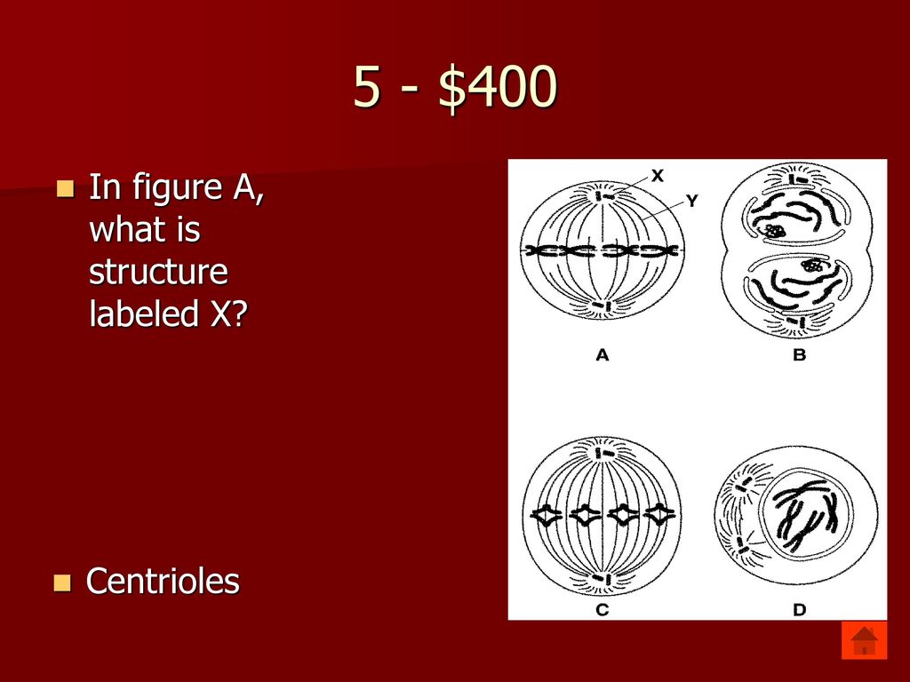 5 - $400 In figure A, what is structure labeled X Centrioles