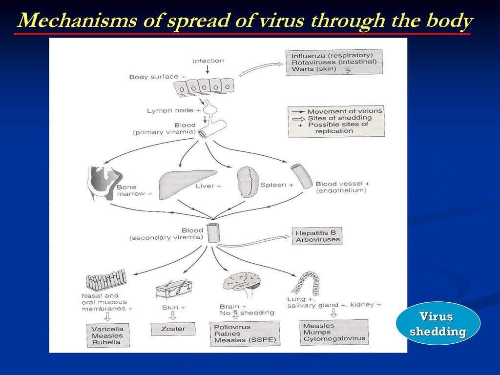 Mechanisms of spread of virus through the body