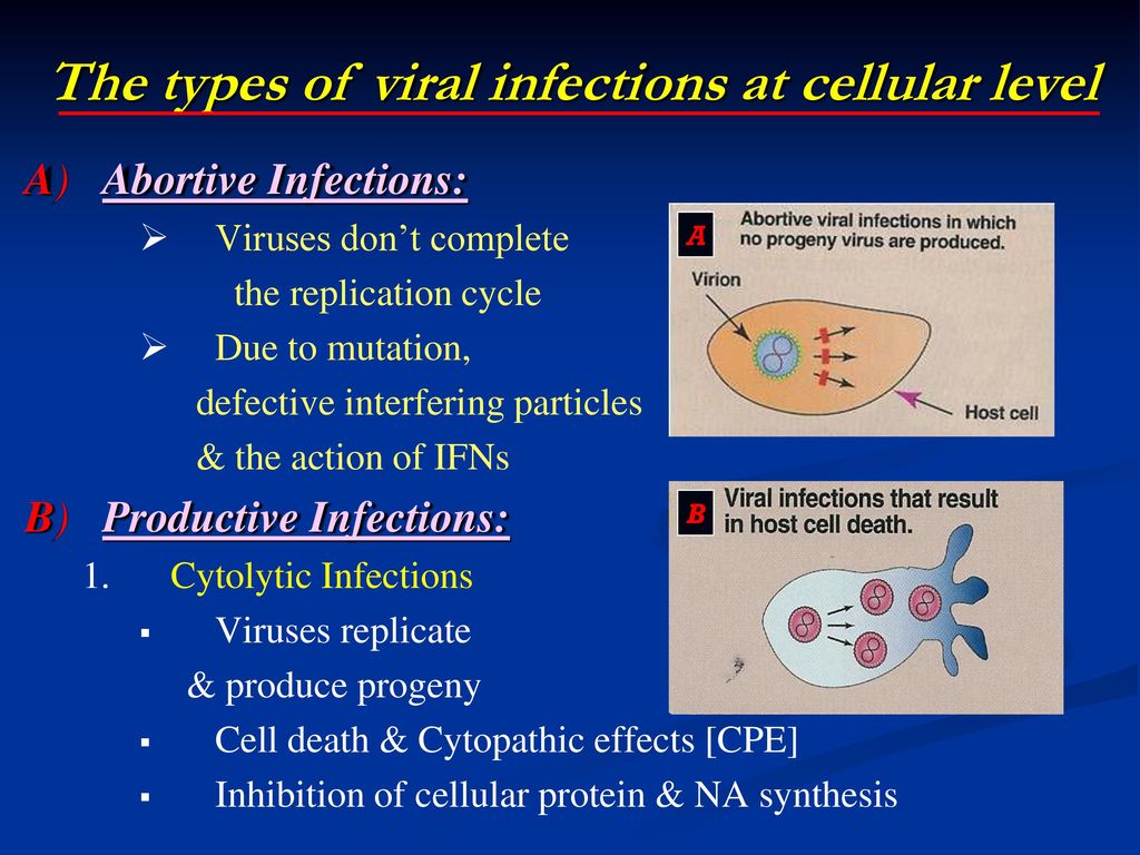 The types of viral infections at cellular level