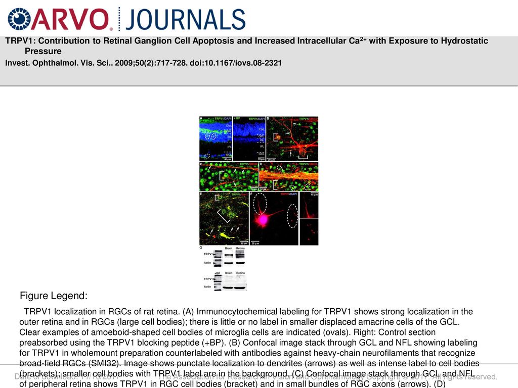 TRPV1: Contribution to Retinal Ganglion Cell Apoptosis and Increased Intracellular Ca2+ with Exposure to Hydrostatic Pressure