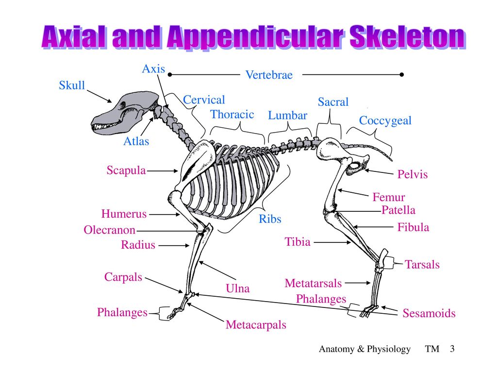 Directional terminology ppt download