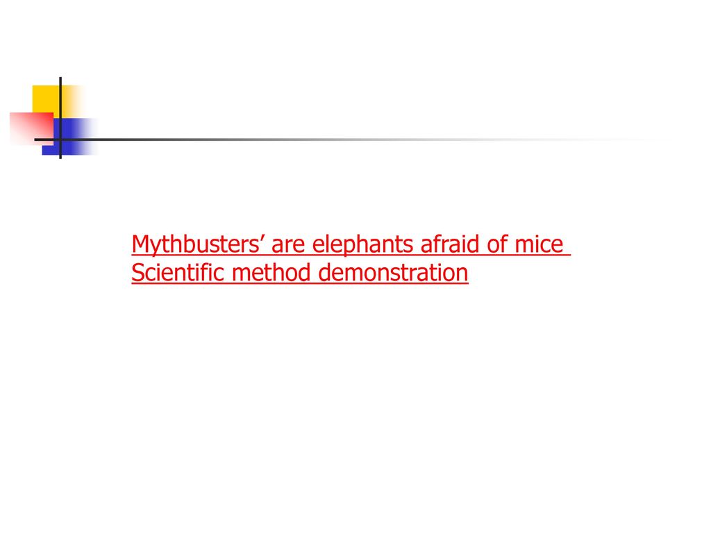 Mythbusters’ are elephants afraid of mice
