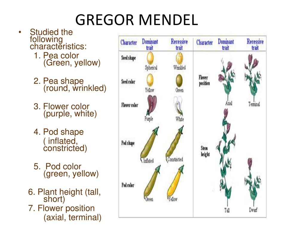 Classical (Mendelian) Genetics - ppt download