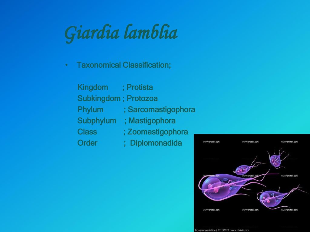 Giardia intestinalis classification