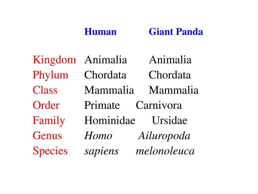 Classification and Taxonomy - ppt download