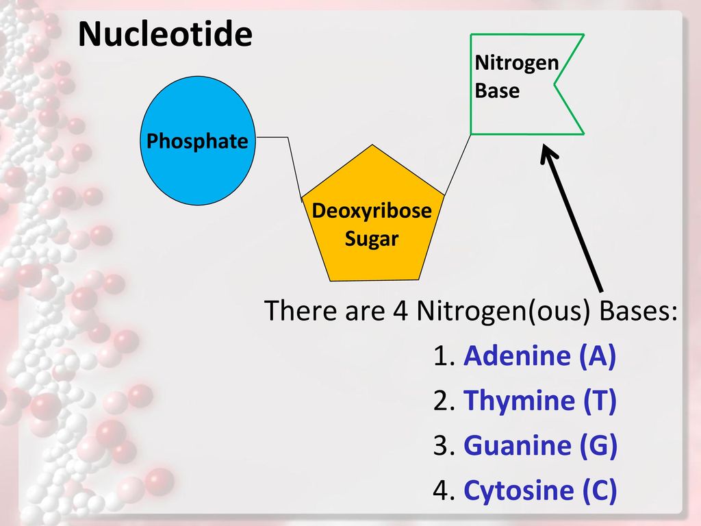 Nucleotide There are 4 Nitrogen(ous) Bases: 1. Adenine (A)