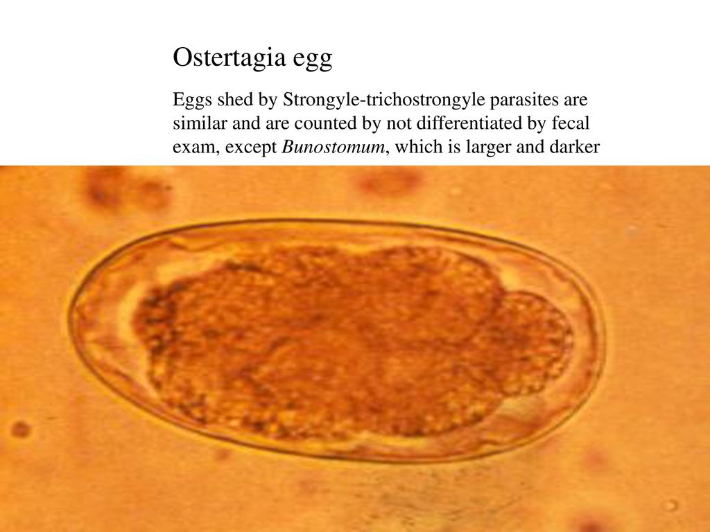 Ostertagia Brown stomach worm - ppt download