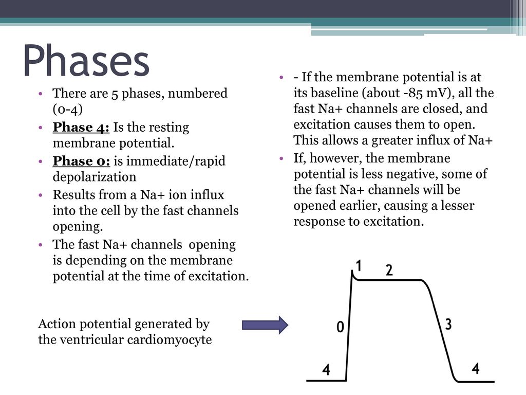 Cardiac Action Potential Steps cardiac-action-potential-steps