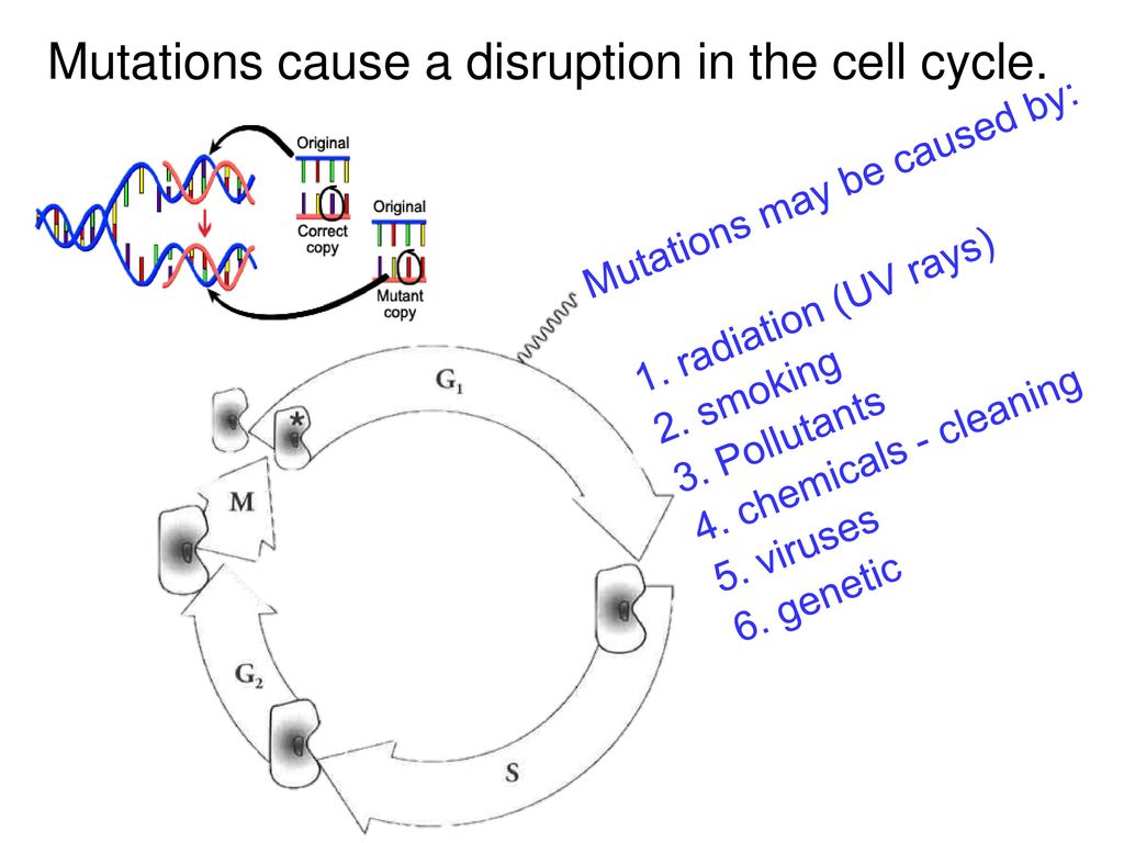 Cancer – A Mistake in the Cell Cycle Biology Diagrams
