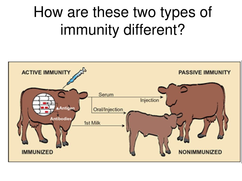 How are these two types of immunity different
