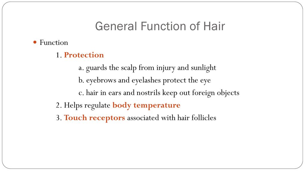 Structure and Function of Hair - ppt download
