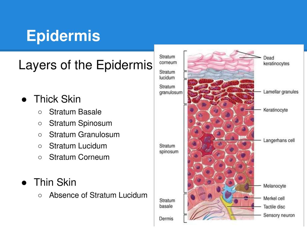 The Integumentary System - ppt download