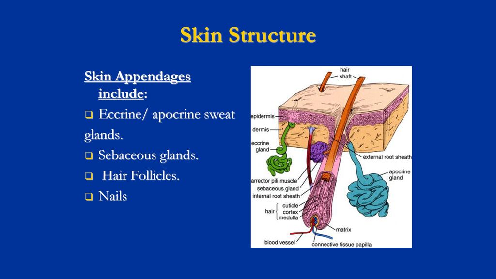 Anatomy and Physiology of the Skin - ppt download
