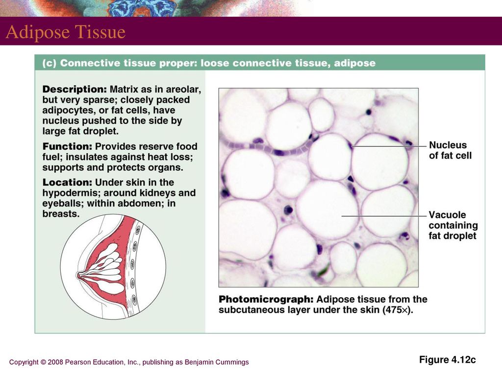 PART 3 Tissues. Biology Diagrams