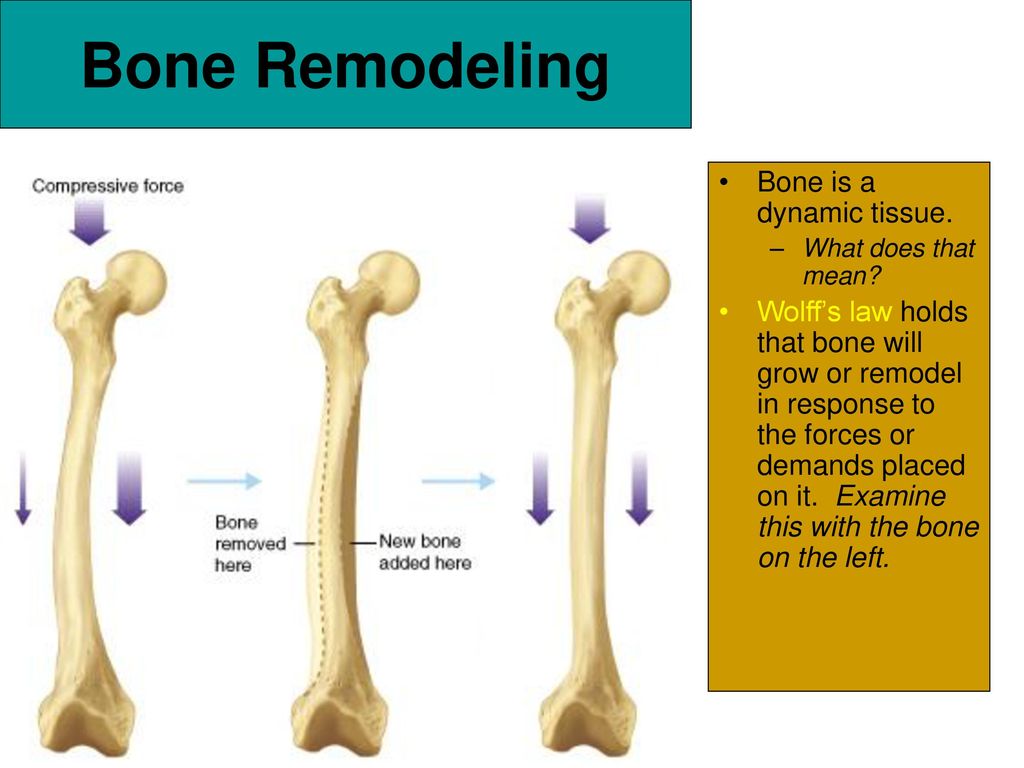 Bone time. Bone Remodeling. Wolffs Law. Ремоделинг кости. Материалы Bones.
