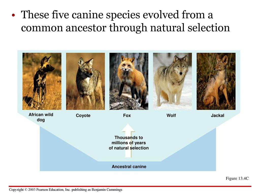 CHAPTER 13 How Populations Evolve - ppt download